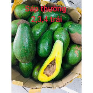 Bơ sáp Daklak -2,3, 4 trái