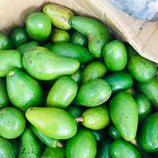 Bơ sáp Daklak -2,3, 4 trái