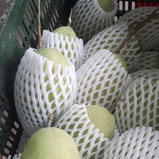 Xoài cát hòa lộc