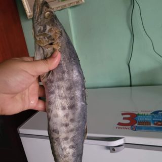 Cá thu muối dùi
