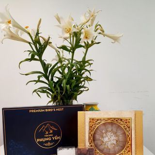 Tổ yến rút lông định hình xuất khẩu - 30gr/50gr/100gr/1kg