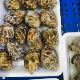 ốc_hương_quế cấp đông cho nhà hàng, buffet size 50/80. 80/100