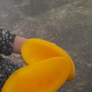 Xoài Đài Loan Vàng siêu đẹp