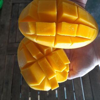 Xoài Đài Loan Vàng siêu đẹp