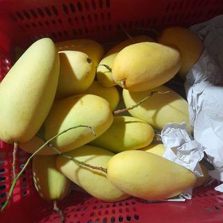 Xoài Đài Loan Vàng siêu đẹp