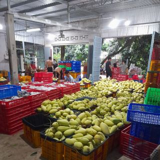 Xoài Đài Loan Vàng siêu đẹp