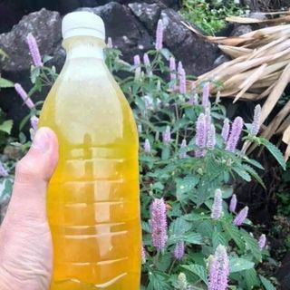 Mật ong bạc hà hà giang