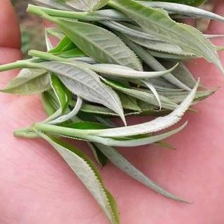 chè shan tuyết hà giang 1 tôm 2 lá