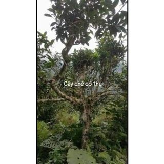 chè shan tuyết hà giang 1 tôm 2 lá
