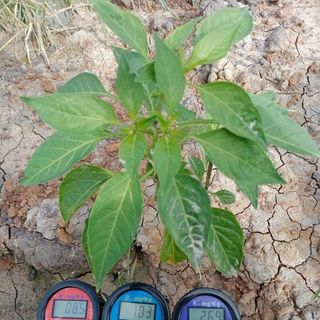 Máy đo NPK trong đất - ZD2804