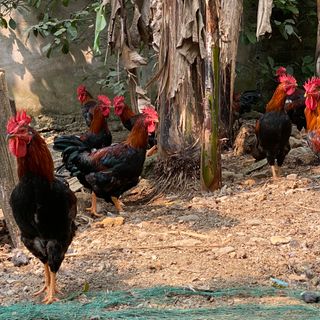[SP CAO CẤP] Vỗ béo gia cầm - Chuyên dùng cho trang trại - Hiệu quả sau 10 đến 15 ngày sử dụng