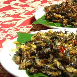 DẾ SỮA, DẾ THỊT ĐÔNG LẠNH 500GR