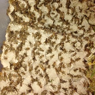 DẾ SỮA, DẾ THỊT ĐÔNG LẠNH 500GR
