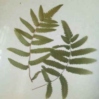Hoa, Lá khô thiết kế resin, trang trí thiệp