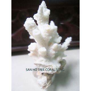Vỏ Sò, Ốc, San Hô, Nhum trang trí chụp ảnh