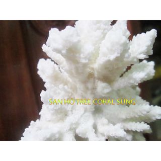 Vỏ Sò, Ốc, San Hô, Nhum trang trí chụp ảnh