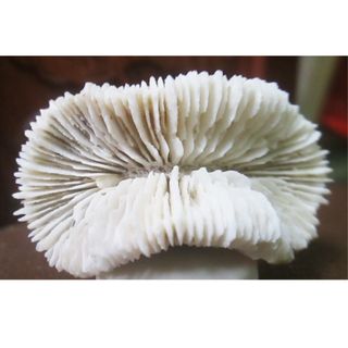 Vỏ Sò, Ốc, San Hô, Nhum trang trí chụp ảnh