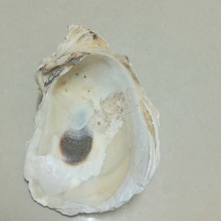 Vỏ Sò, Ốc, San Hô, Nhum trang trí chụp ảnh