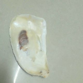 Vỏ Sò, Ốc, San Hô, Nhum trang trí chụp ảnh
