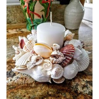 Vỏ ốc biển trang trí bể cá,đạo cụ chụp ảnh
