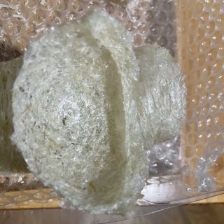 Yến tổ rút lông