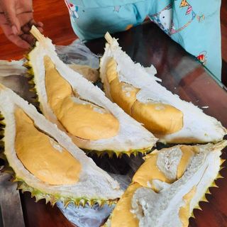 Sầu riêng r6 Đa Huoai Lâm Đồng