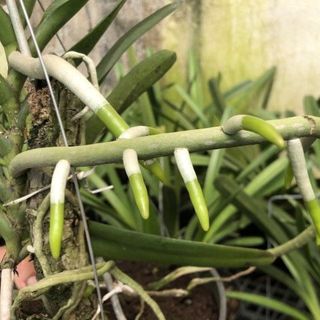 Phân Tan chậm Hữu cơ DŨNG TRẦN