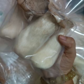 Nấm ĐÙI GÀ