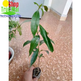 Cây vối giống Hàng Việt Nam
