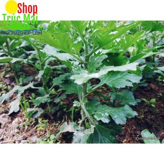 cây hoa cúc vàng pha lê to trồng chậu chơi tết