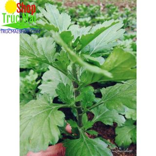 cây hoa cúc vàng pha lê to trồng chậu chơi tết