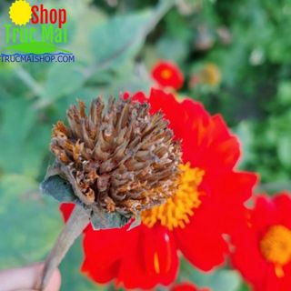 5 đài hạt giống cúc đỏ siêu hoa