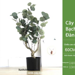 Cây bạch đàn giả trang trí-