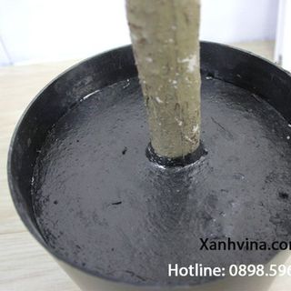 Cây bạch đàn giả trang trí-