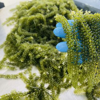Rong nho tươi Green Food - Hộp 100g