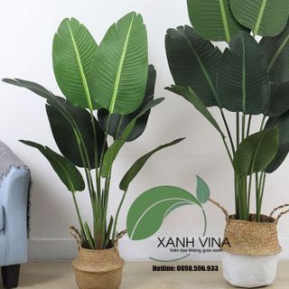 Cây chuối giả trang trí -xanhvina