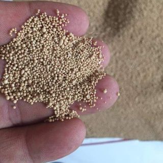 Nấm men sống đậm đặc Actisaf phòng trị bệnh phân trắng