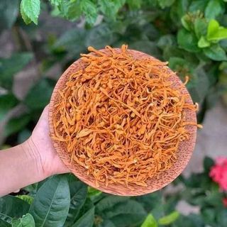 Nấm đông trùng tây tạng  (có hoa) Víp