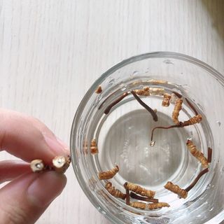 Con đông trụng hạ thảo Tây Tạng 5gr