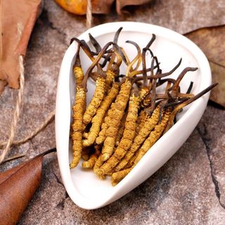 Con đông trụng hạ thảo Tây Tạng - tự nhiên 10gr