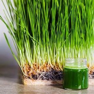 Sỉ đầu tấn hạt giống cỏ lúa mì sẵn hàng