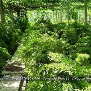 Cây Giống Đinh Lăng