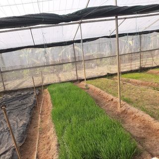Sỉ đầu tấn hạt giống cỏ lúa mì sẵn hàng
