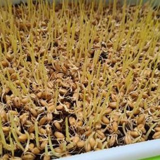 Sỉ đầu tấn hạt giống cỏ lúa mì sẵn hàng