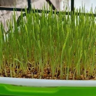 Sỉ đầu tấn hạt giống cỏ lúa mì sẵn hàng