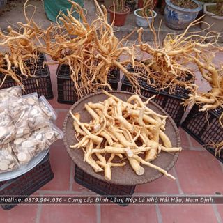 Củ Đinh lăng Tươi