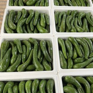 Bơ 034 (3,4trái-1kg)