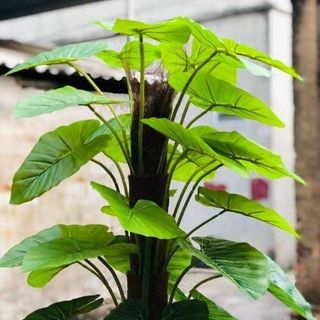 Cây trầu bà leo cột giả giá sỉ