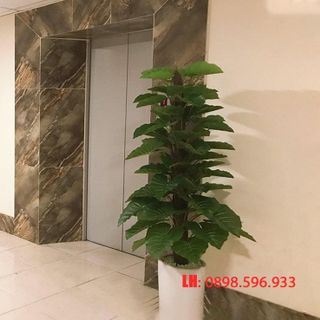 Cây trầu bà leo cột giả giá sỉ