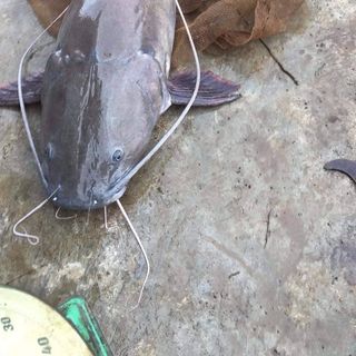 Cá lăng đuôi đỏ sông serepok